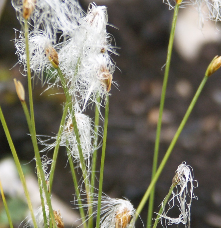 Image of Trichophorum alpinum specimen.