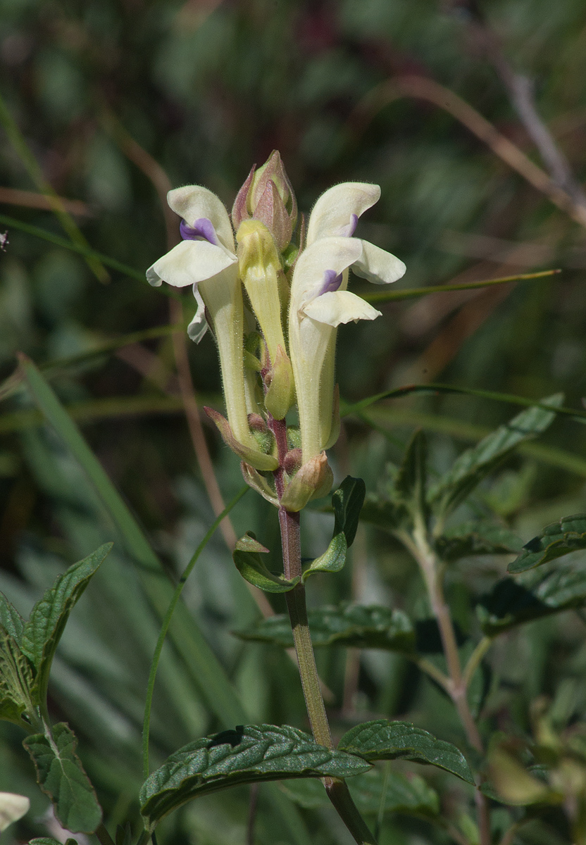 Image of Scutellaria stepposa specimen.