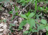 Asperula caucasica