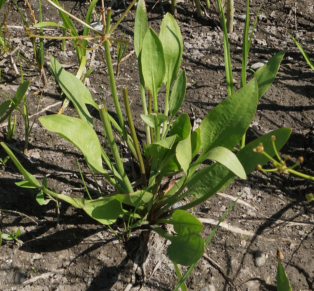 Image of Alisma plantago-aquatica specimen.