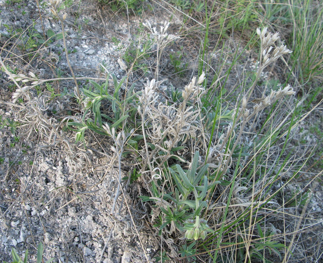 Image of Onosma volgensis specimen.