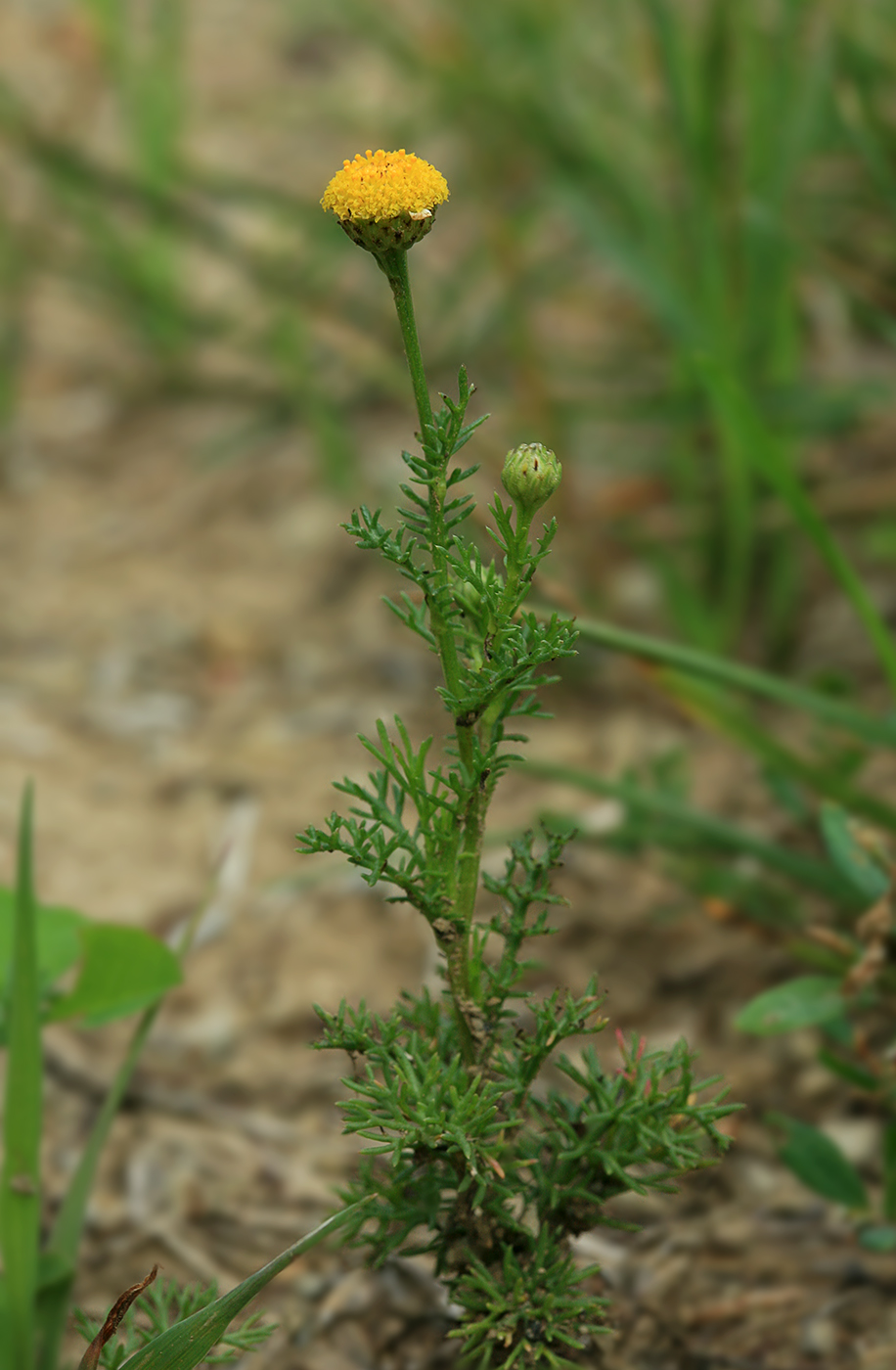 Изображение особи семейство Asteraceae.