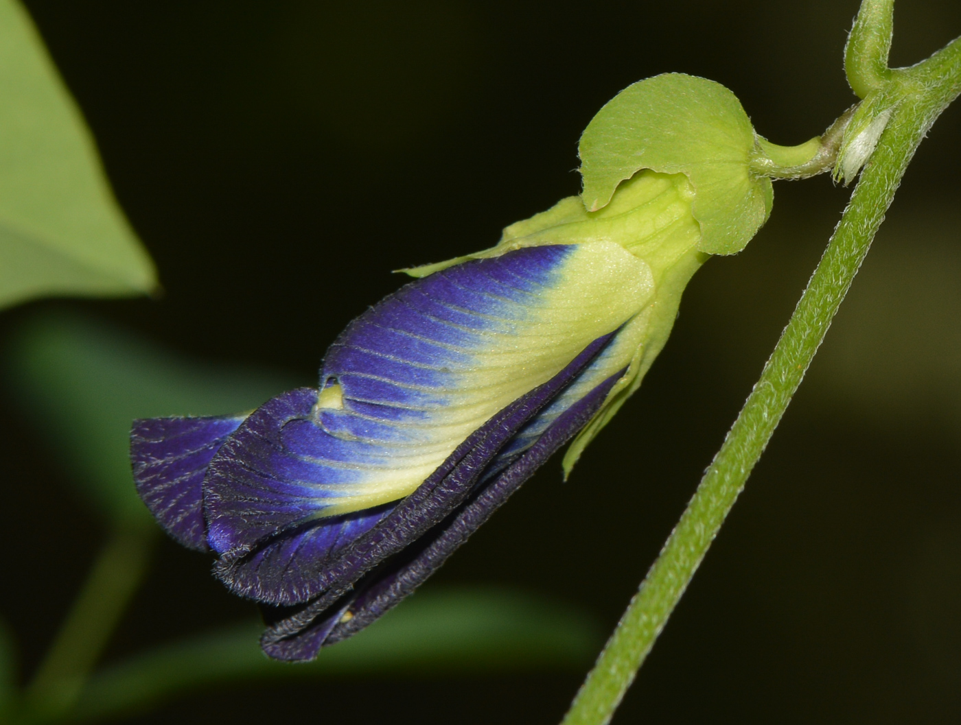 Изображение особи Clitoria ternatea.