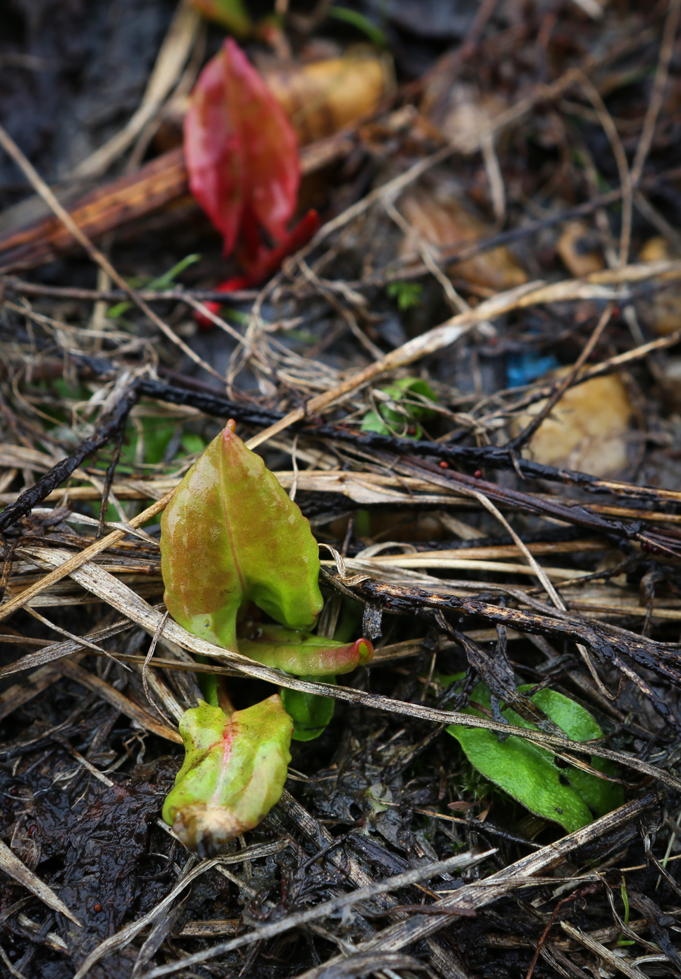 Image of Rumex acetosa specimen.