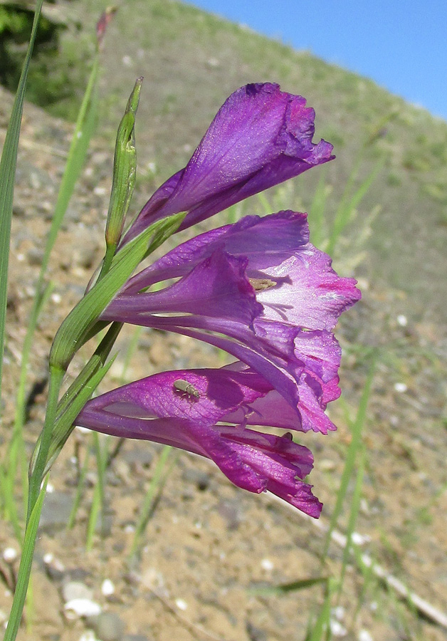 Изображение особи Gladiolus imbricatus.