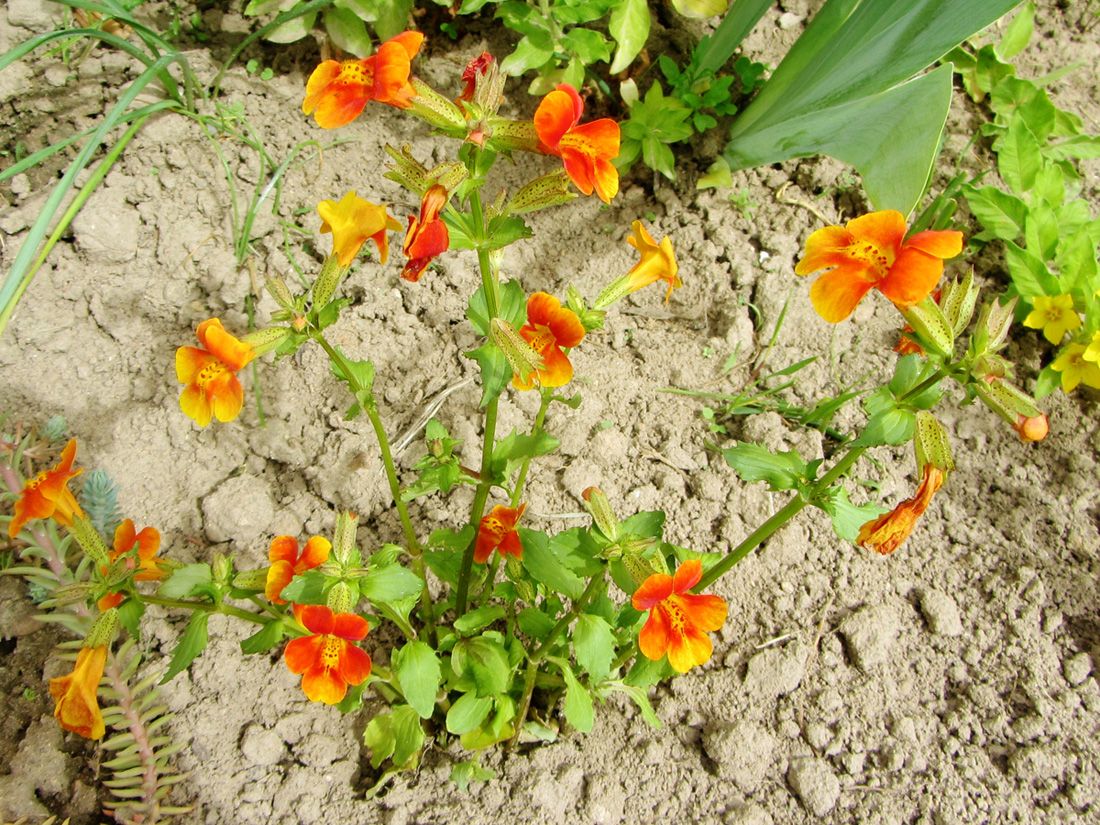 Изображение особи род Mimulus.