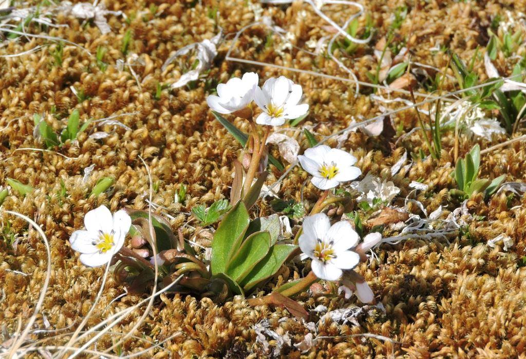 Image of Claytonia joanneana specimen.