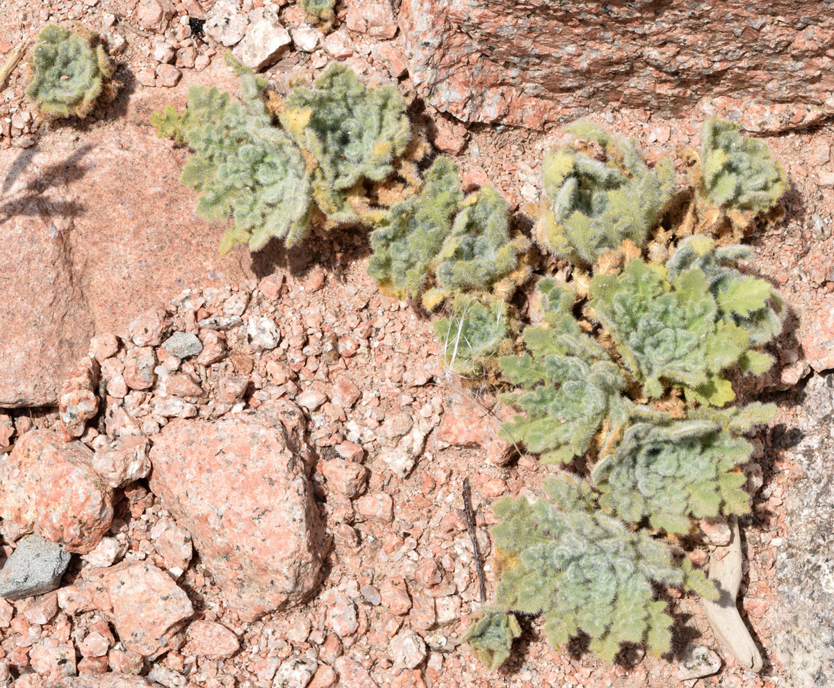 Image of Parrya tschimganica specimen.