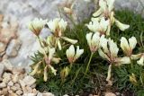 Trifolium polyphyllum. Цветущие растения. Адыгея, Кавказский биосферный заповедник, склон горы Оштен, выс. ≈ 2500 м н.у.м., каменистая осыпь. 24.07.2017.