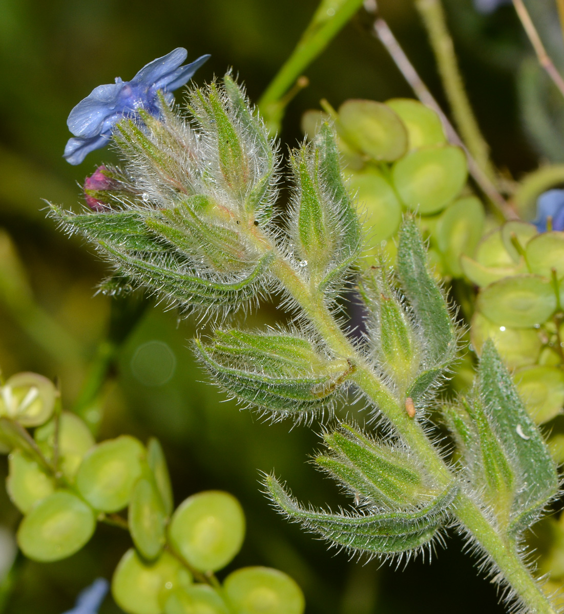 Image of Alkanna strigosa specimen.