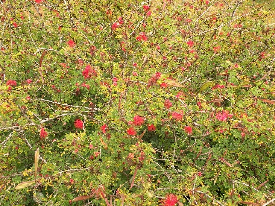 Изображение особи Calliandra californica.