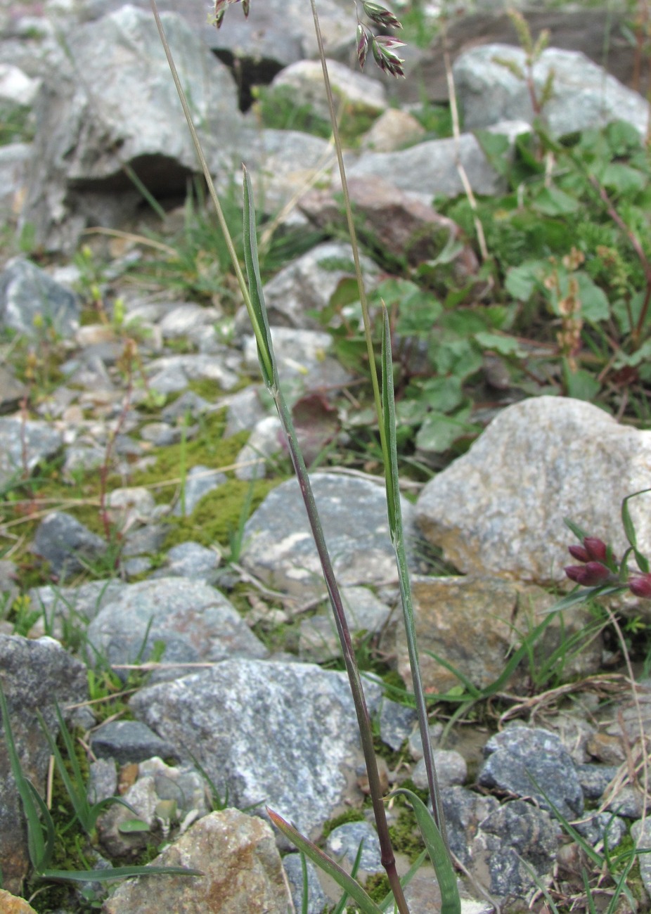 Изображение особи Poa alpina.