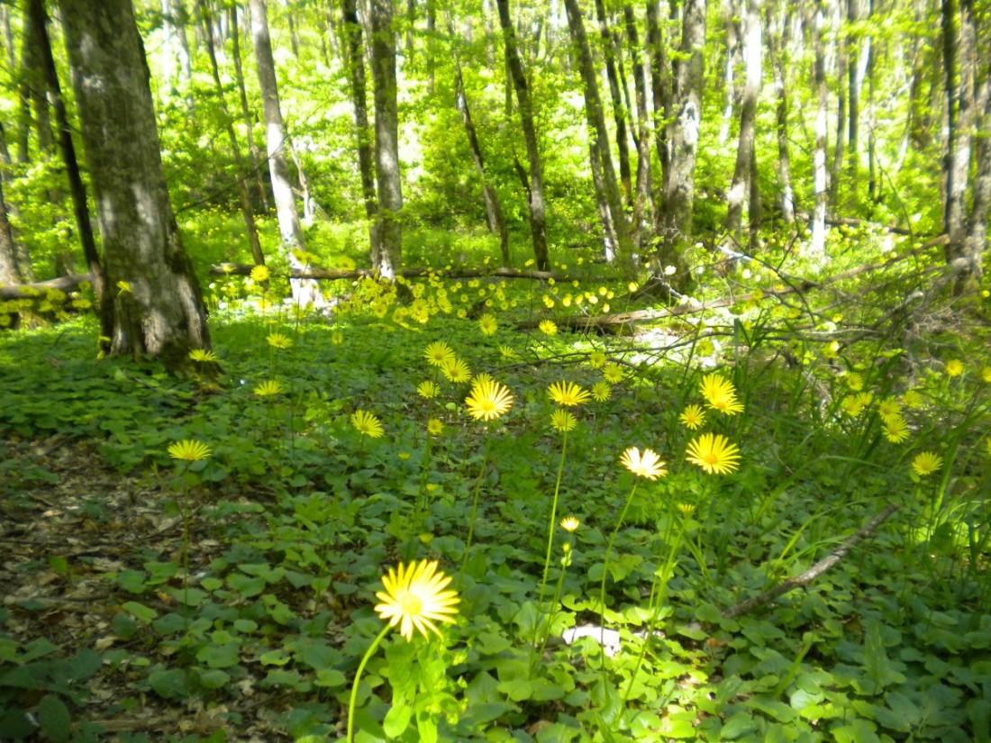 Image of Doronicum orientale specimen.