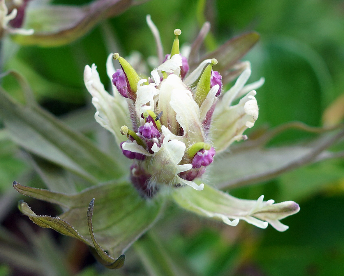 Image of Castilleja pavlovii specimen.