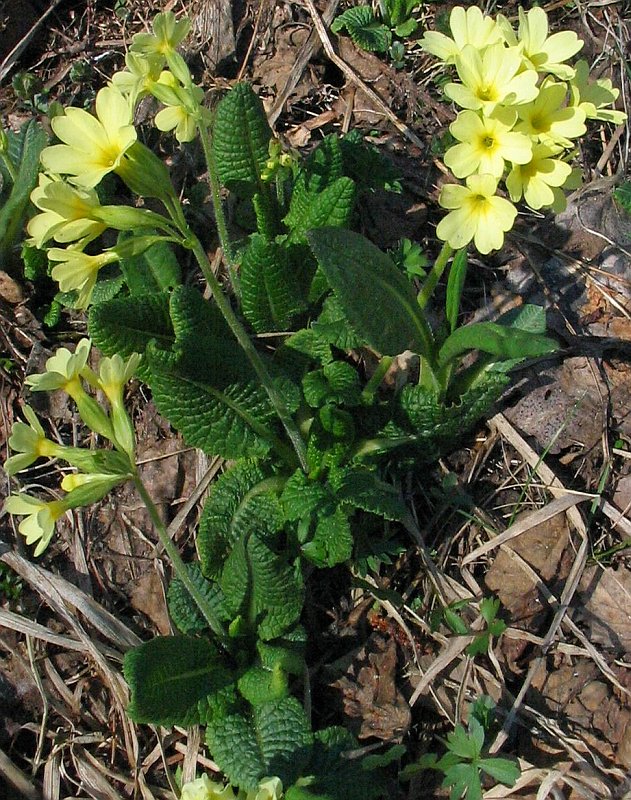 Image of Primula elatior specimen.