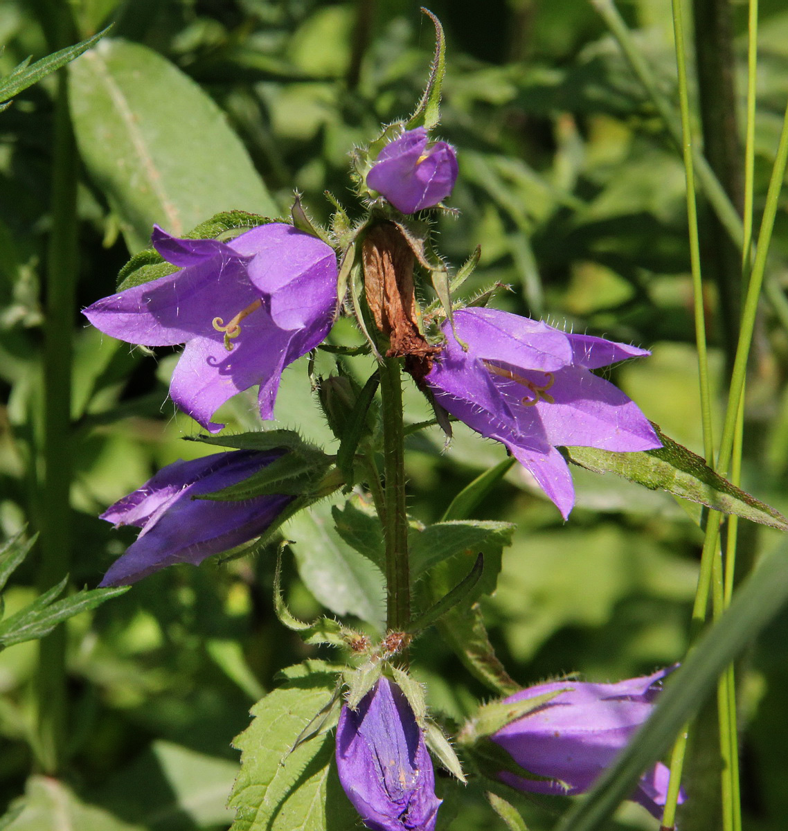 Image of Campanula trachelium specimen.