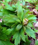 Trollius europaeus. Побег с бутоном. Чувашия, окр. г. Шумерля, лес за пос. Палан. 26 апреля 2008 г.