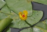 Nuphar pumila subspecies sinensis. Цветок с сидящими мухами и листья. Южный Китай, Гуанси-Чжуанский автономный р-н, окр. г. Яншо, парк \"Шангри-Ла\", пруд. 15.10.2017.