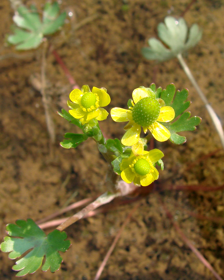 Image of Ranunculus sceleratus specimen.