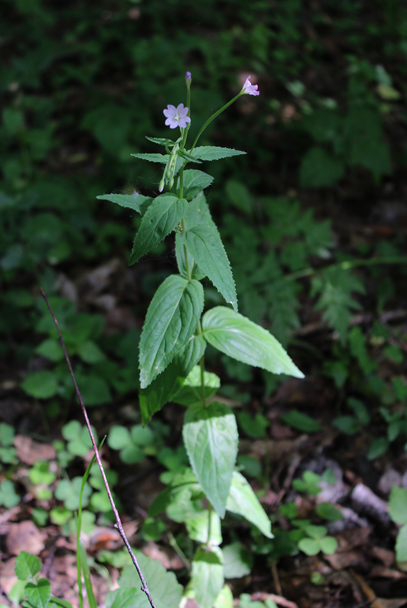 Image of Epilobium montanum specimen.