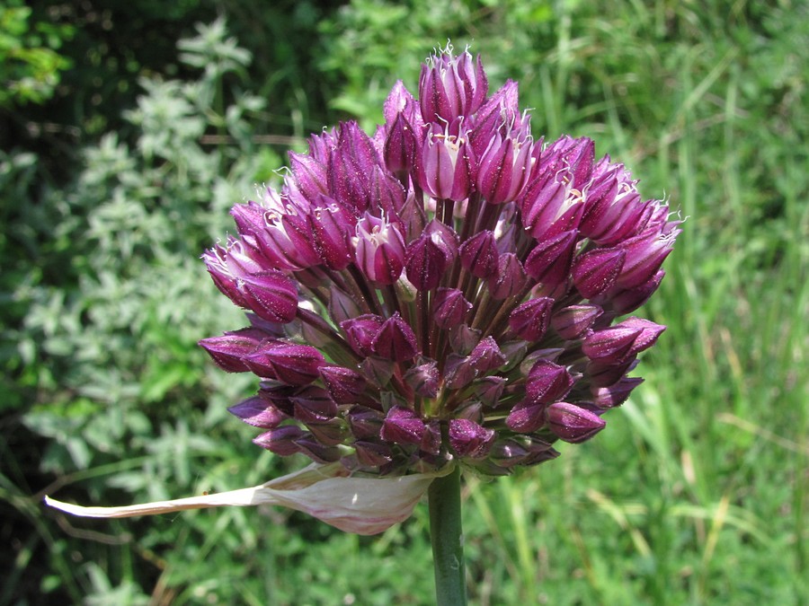 Image of Allium rotundum specimen.