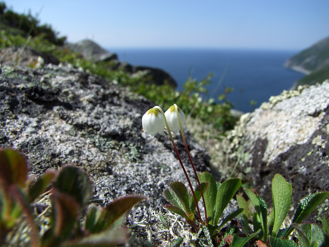 Image of Cassiope lycopodioides specimen.