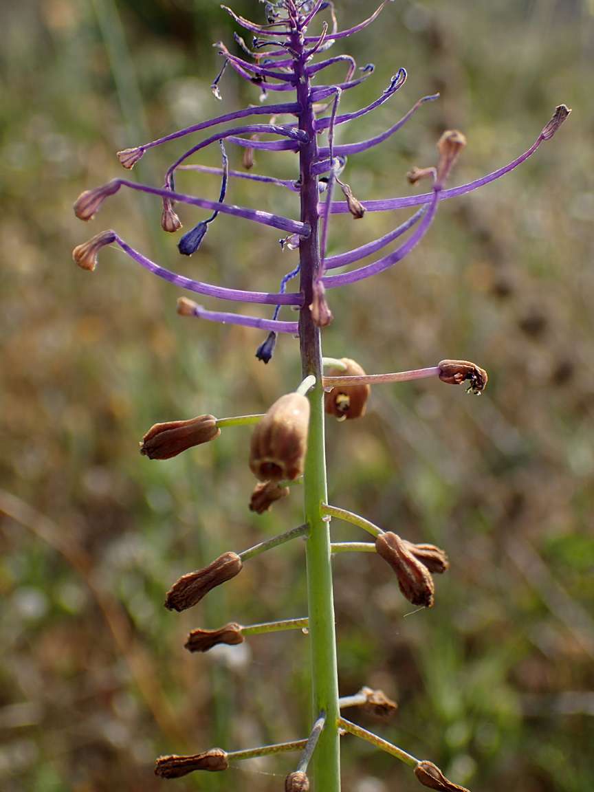 Image of Leopoldia comosa specimen.