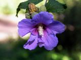 Hibiscus syriacus. Цветок и плоды. Крым, пос. Партенит, в культуре. 18.09.2018.