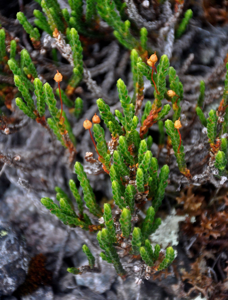 Image of Cassiope tetragona specimen.