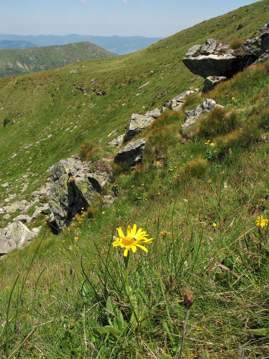 Image of Arnica montana specimen.