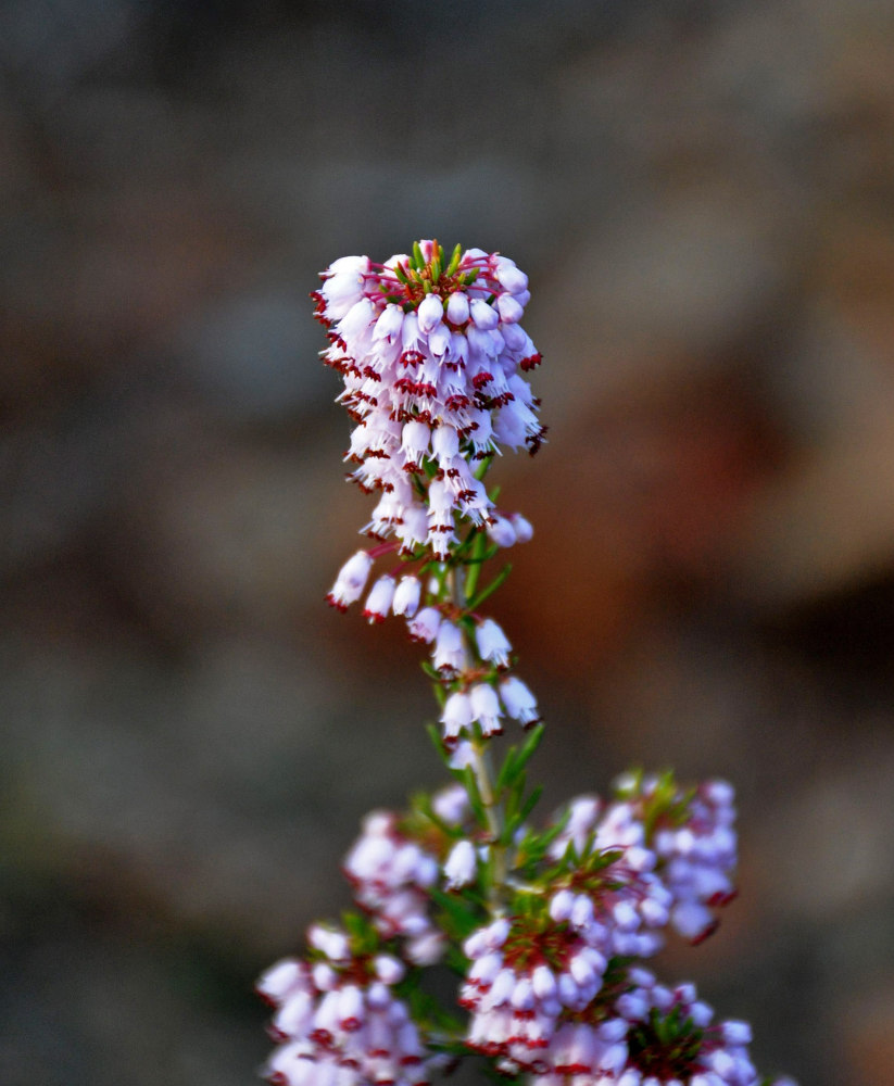 Image of Erica manipuliflora specimen.