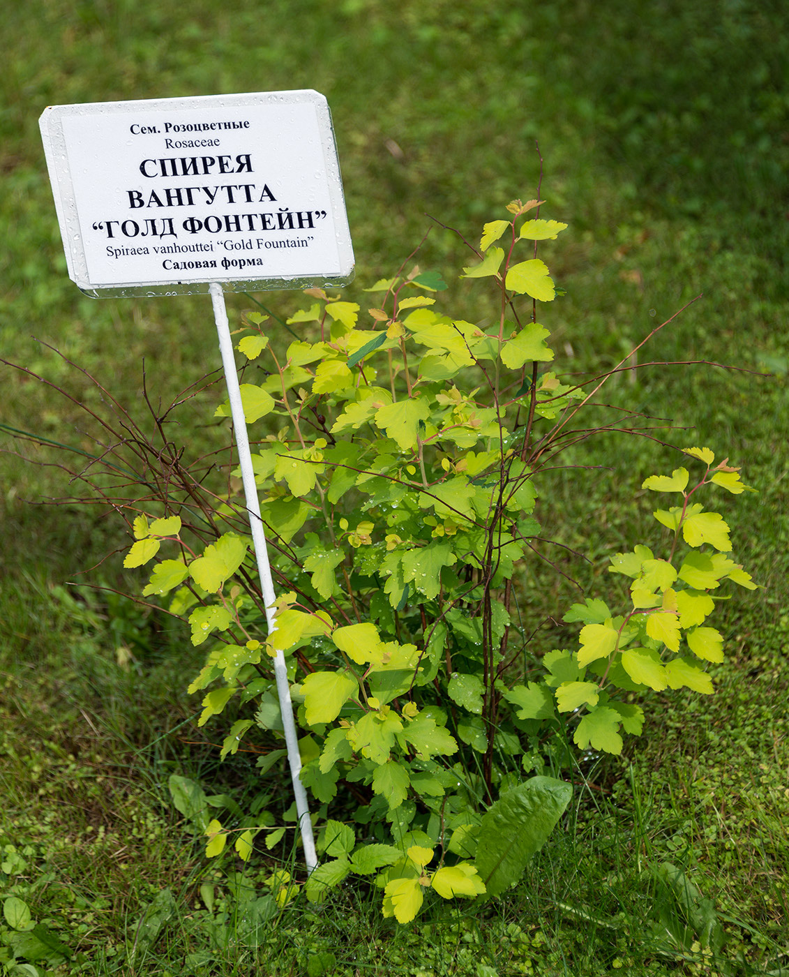 Изображение особи Spiraea &times; vanhouttei.