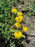 Taraxacum officinale