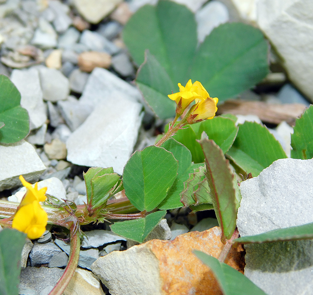 Image of Medicago orbicularis specimen.