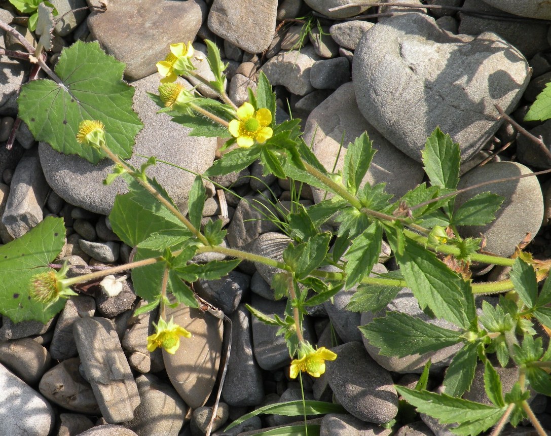 Image of Geum aleppicum specimen.