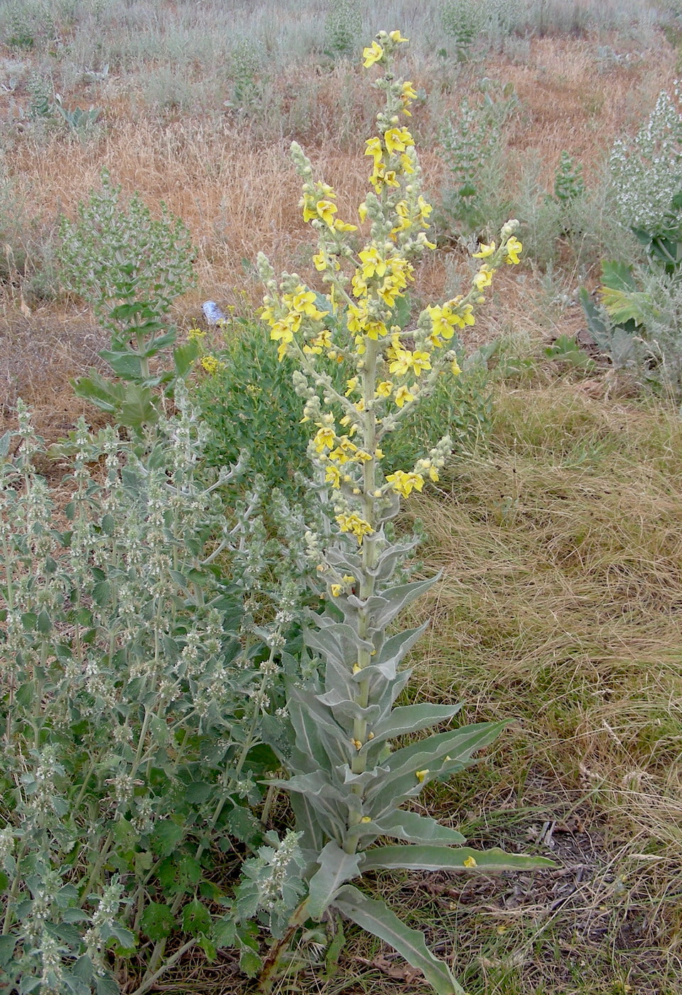 Image of Verbascum songaricum specimen.