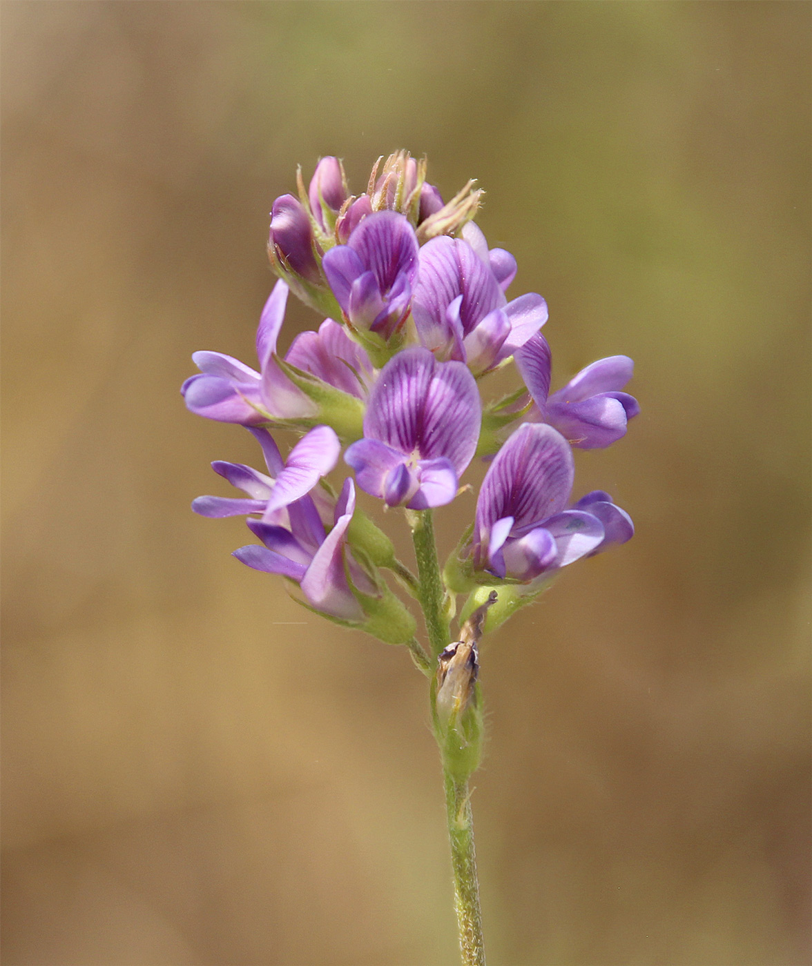 Image of Medicago caerulea specimen.