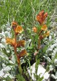 Orobanche alba подвид xanthostigma. Цветущие растения. Дагестан, Левашинский р-н, окр. с. Цудахар, каменистый склон. 10 июня 2019 г.