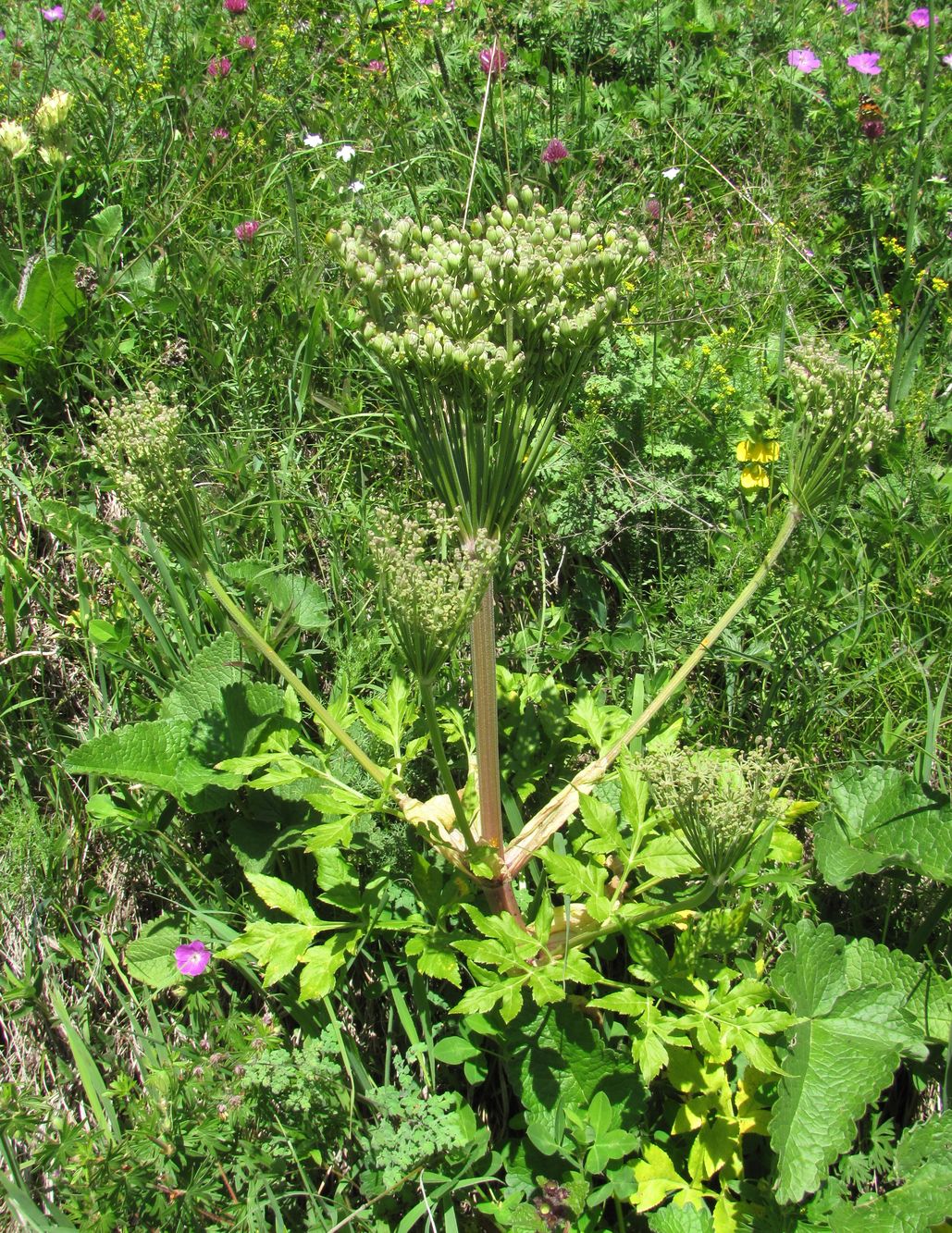 Image of Agasyllis latifolia specimen.