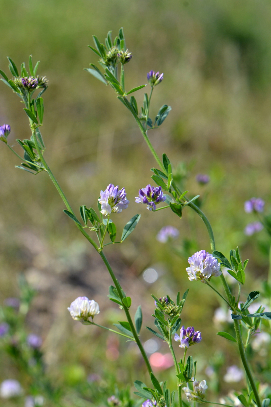 Image of Medicago &times; varia specimen.