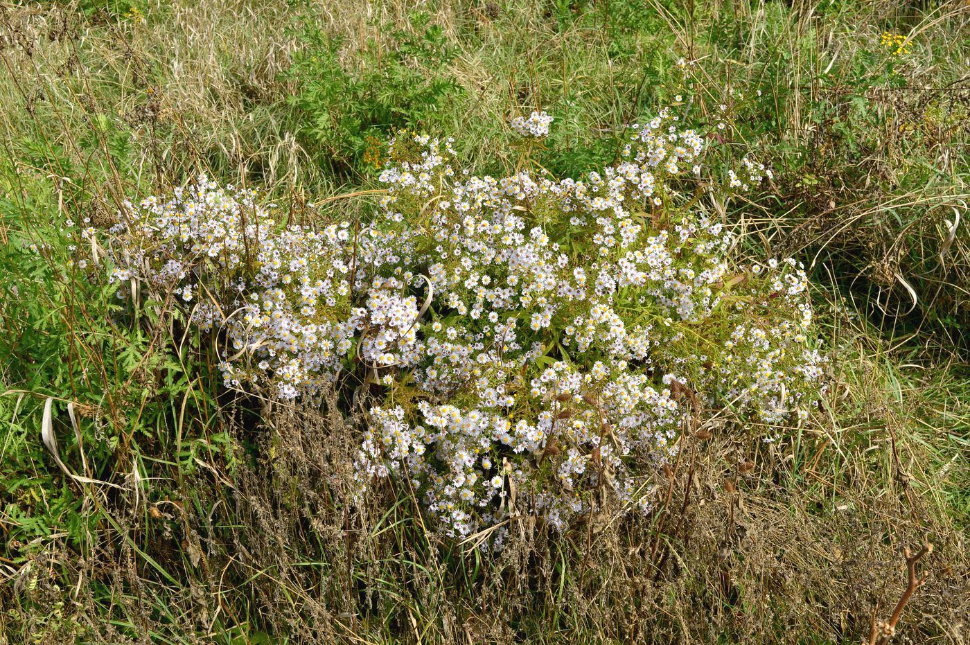 Image of Symphyotrichum &times; versicolor specimen.