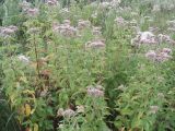 Eupatorium cannabinum