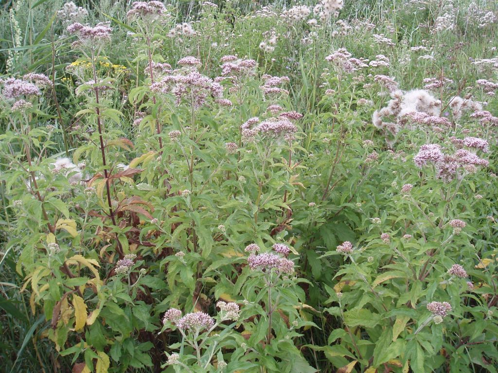 Image of Eupatorium cannabinum specimen.