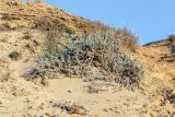 Otanthus maritimus. Вегетирующее растение. Израиль, г. Бат-Ям, дюны на пляже. 24.02.2018.