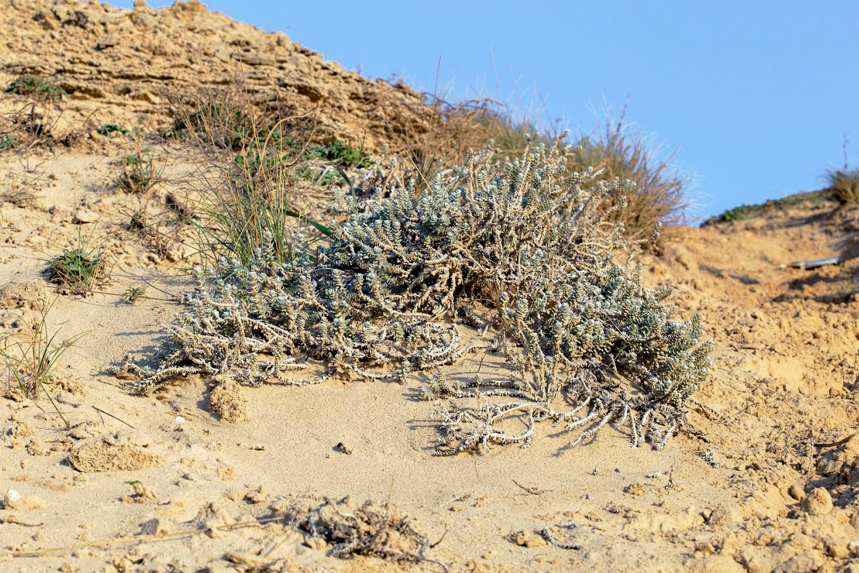 Image of Otanthus maritimus specimen.