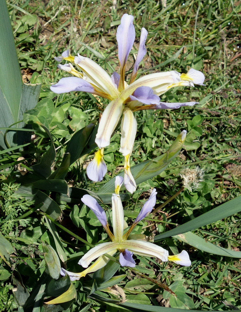 Image of Iris sogdiana specimen.