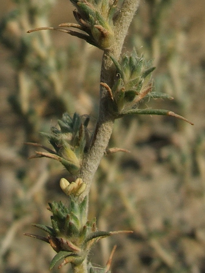 Image of Camphorosma monspeliaca specimen.