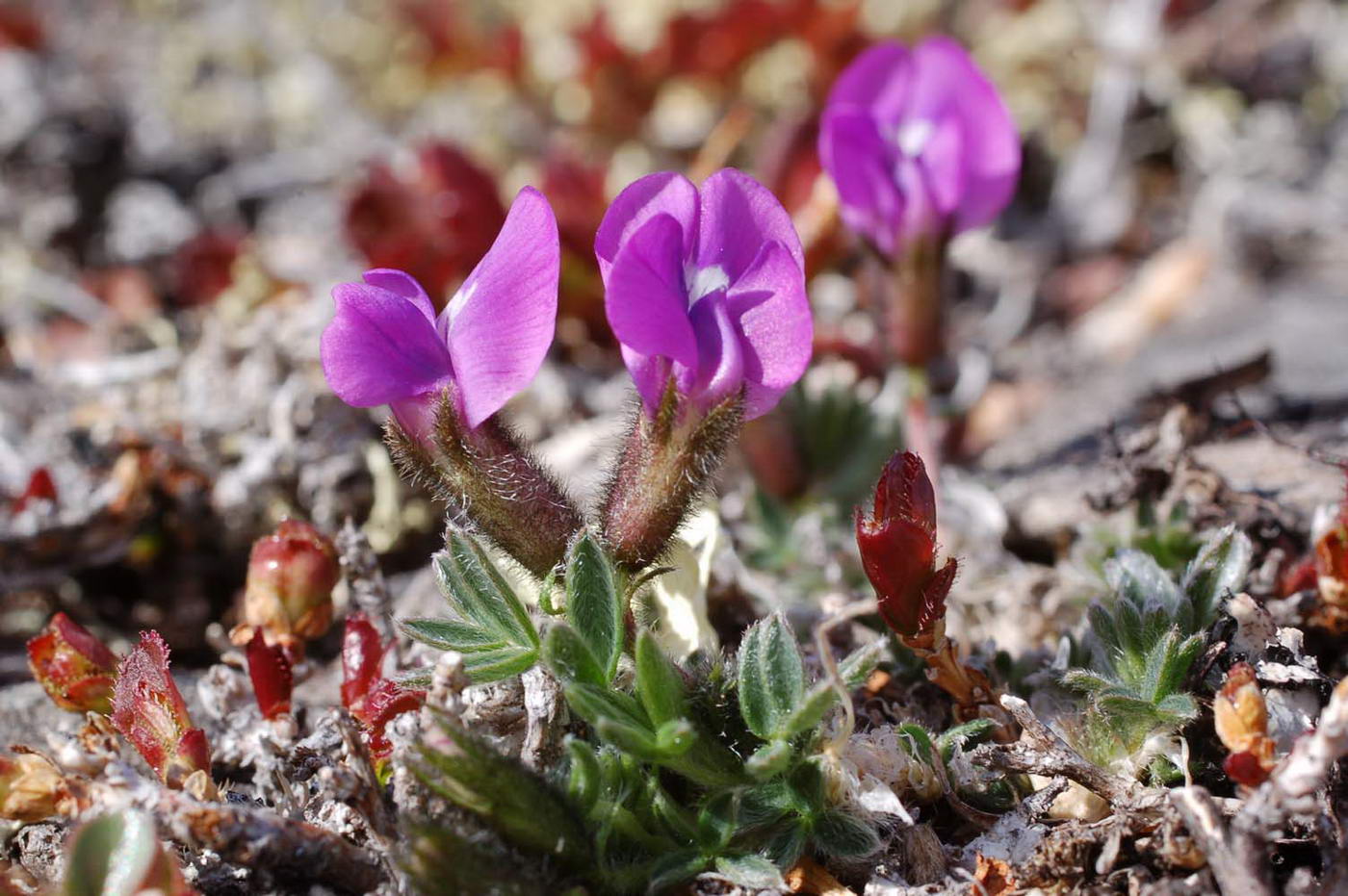 Image of Oxytropis czukotica specimen.