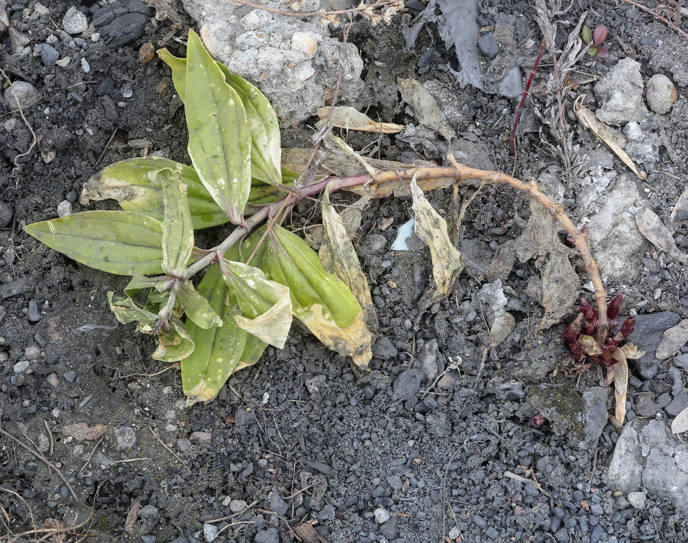 Image of Saponaria officinalis specimen.