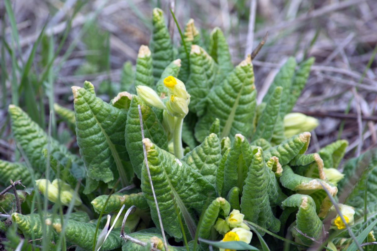 Image of Primula macrocalyx specimen.